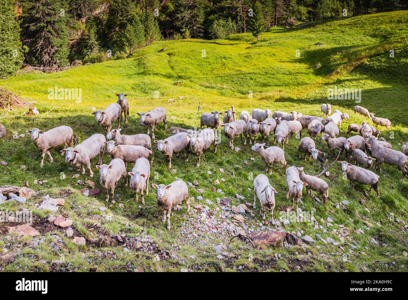Flock of sheeps in a farm, French Alps, border with Switzerland Stock Photo