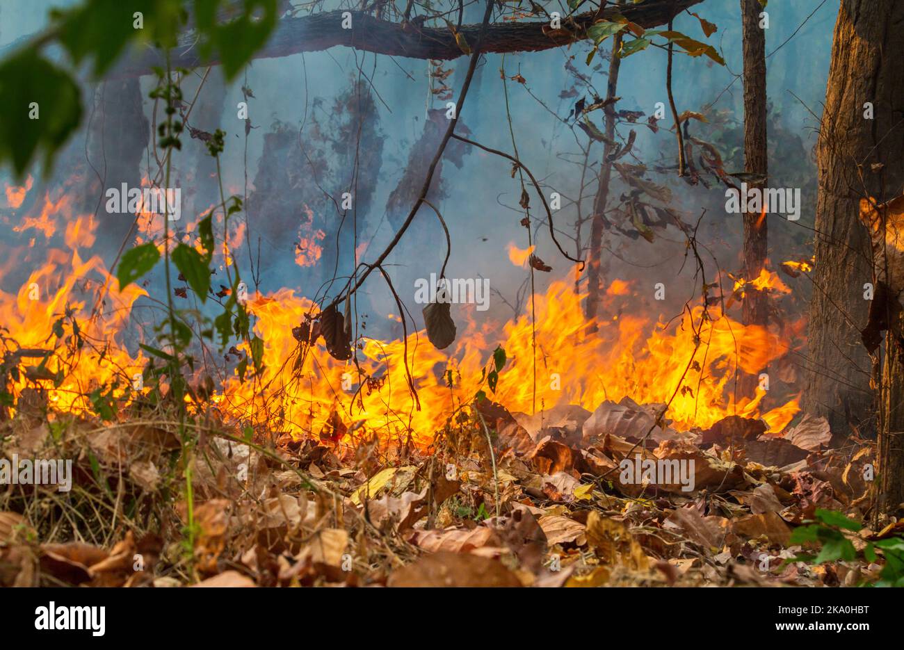 Wildfire disaster in tropical forest caused by human Stock Photo