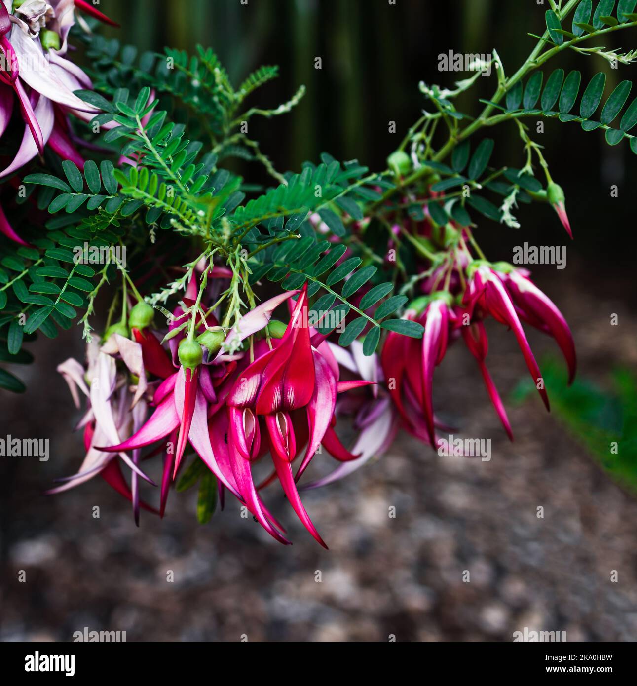 native New Zealander Clianthus Maximus Kaka Beak plant with pink native New Zealander Clianthus Maximus Kaka Beak plant with pink