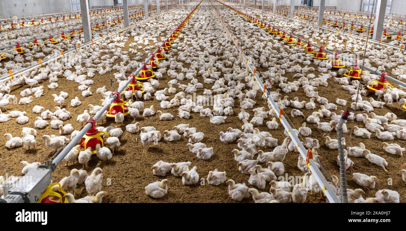 Chicken automatic feeding in close farm, temperature and light control , Thailand. Stock Photo