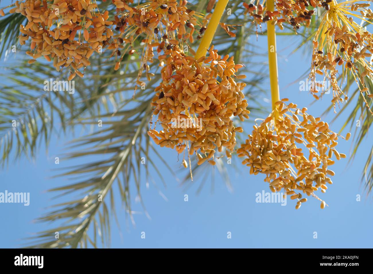 Un Ripe Date Bunches unripe dates growing in hot tropical resort hanging from palm ...