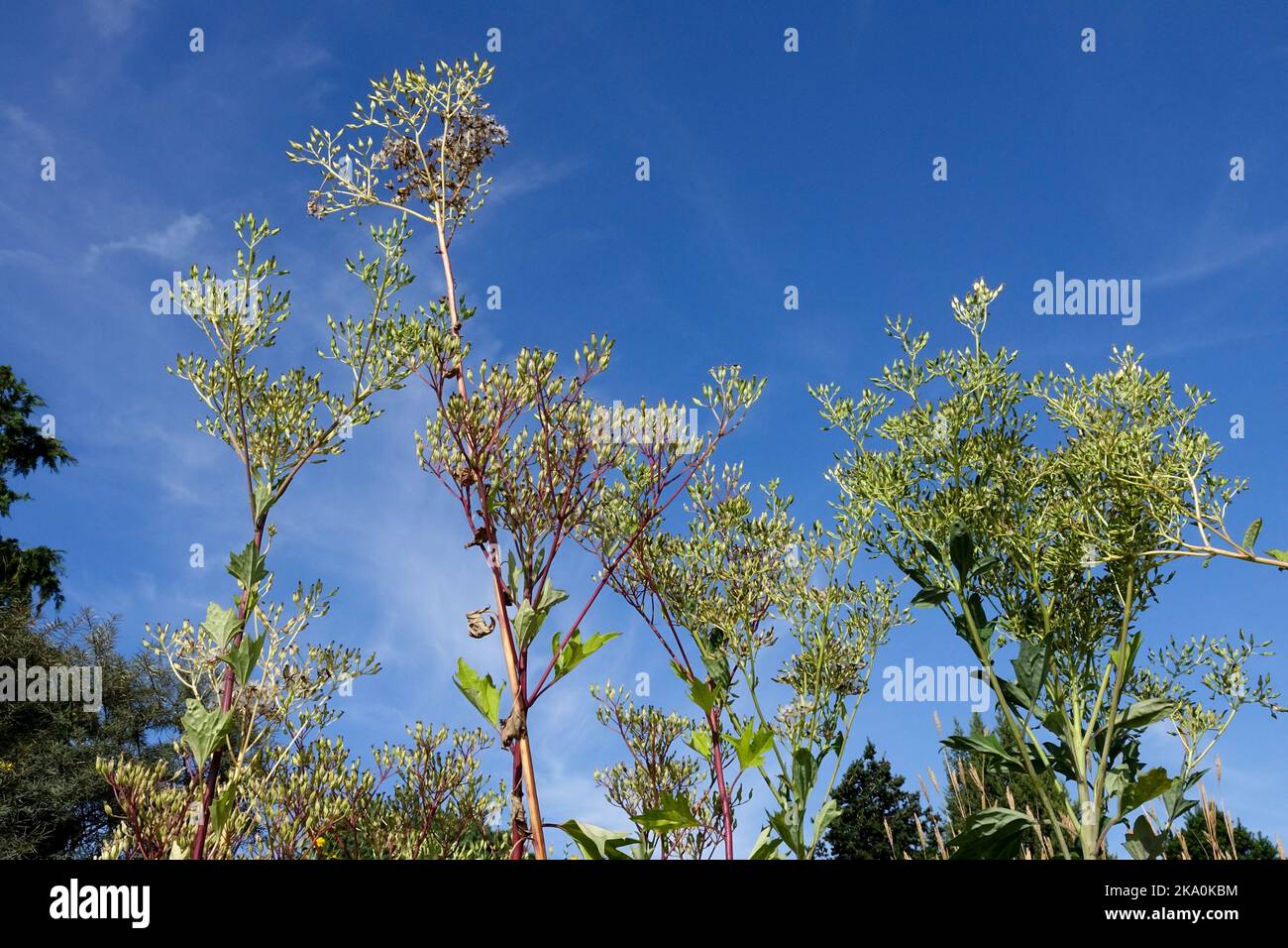 Tall plants, Sky background, Summer, Sky, Cacalia, Plant, Blooming, Wildflower, Prairie  Plants North American, Native. looking up to sky plants Stock Photo