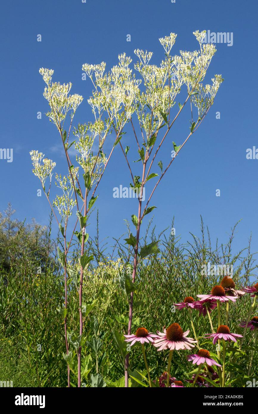 Pale Indian Plantain, Arnoglossum atriplicifolium, Cacalia, Blooming, Flowers, North American, Native, Plant Echinacea Purple Coneflower Stock Photo