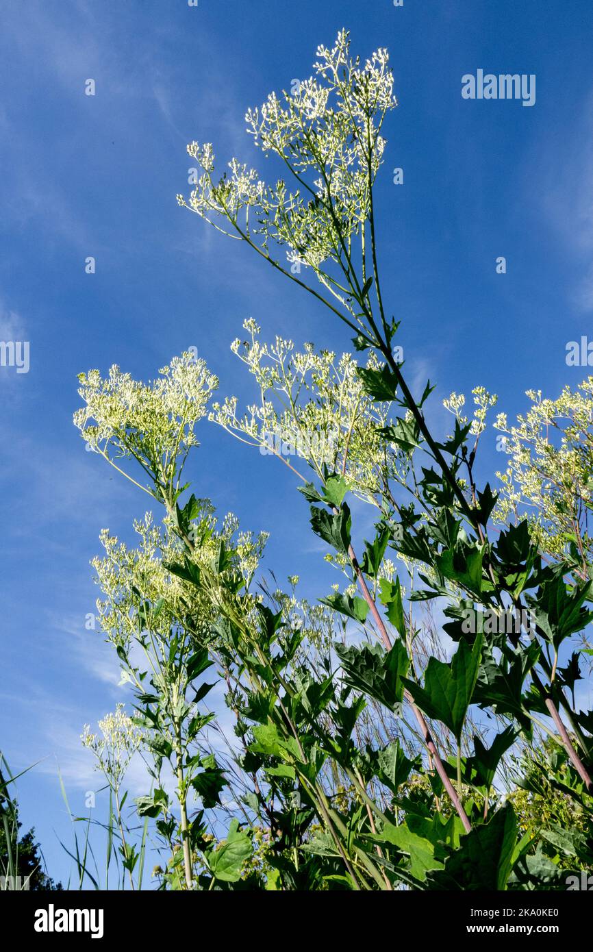 Mid-summer, Plant, Blooming, Arnoglossum atriplicifolium Pale Indian Plantain, Cacalia rotundifolia, Wildflowers, Prairie, Tall, Perennials Stock Photo