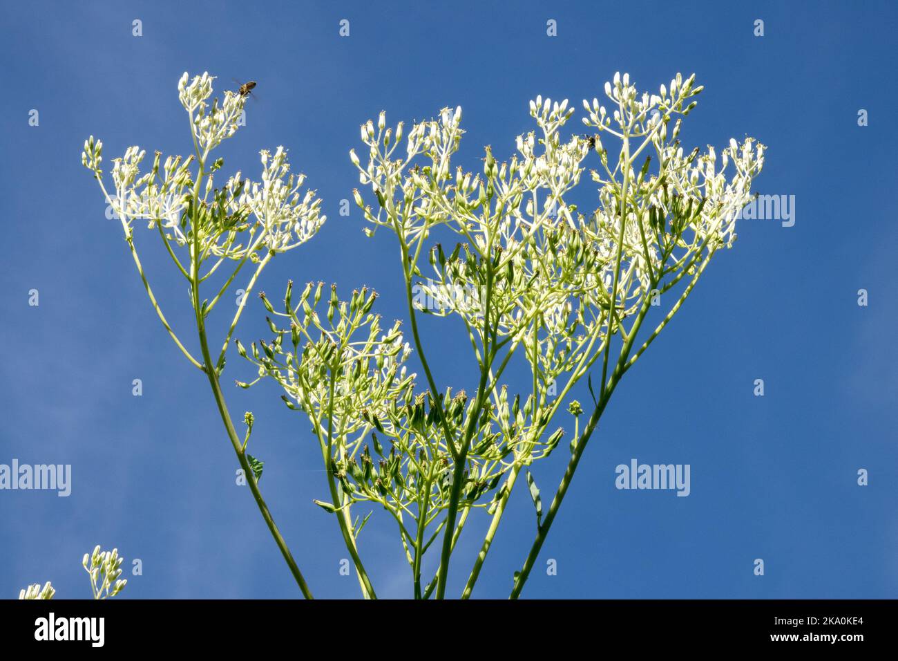 White, Flower Head, Plant, Pale Indian Plantain, Wild, Flower, Herbaceous, Perennial, Sky, Background Stock Photo