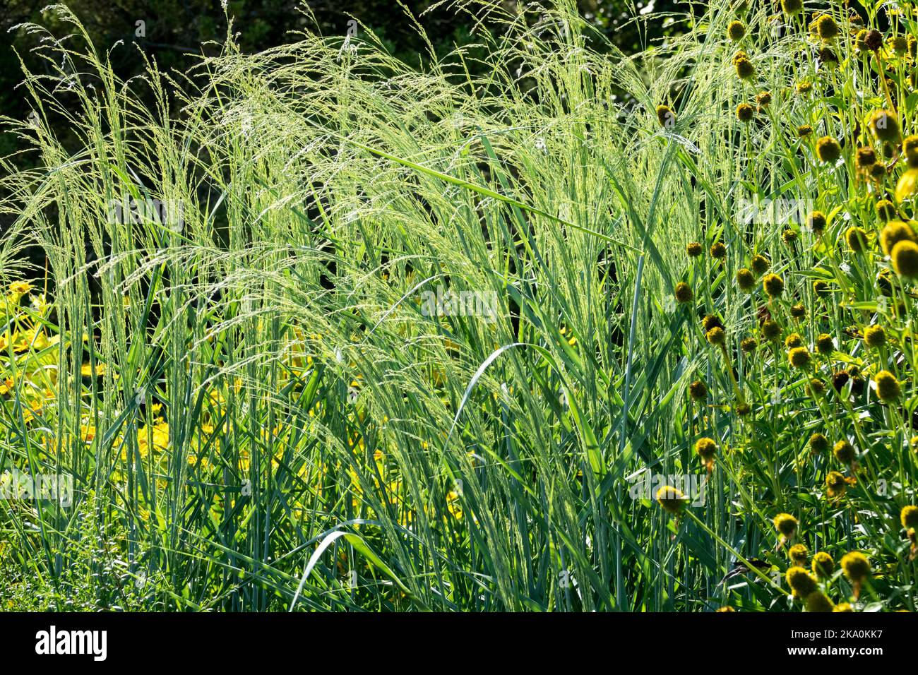 Switchgrass, Panicum amarum Dewey Blue, Panicum, Switch Grass, Plant Stock Photo