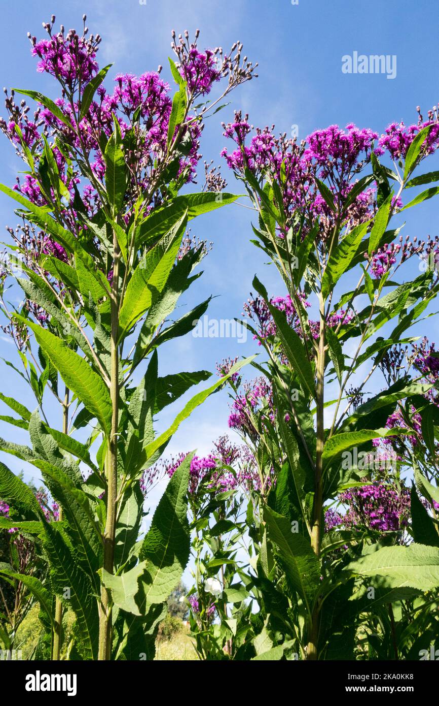 Tall Ironweed, Vernonia arkansana 'Mammuth', Tall,Ironweed, American native, Plant, Tall plants, Blooming Stock Photo