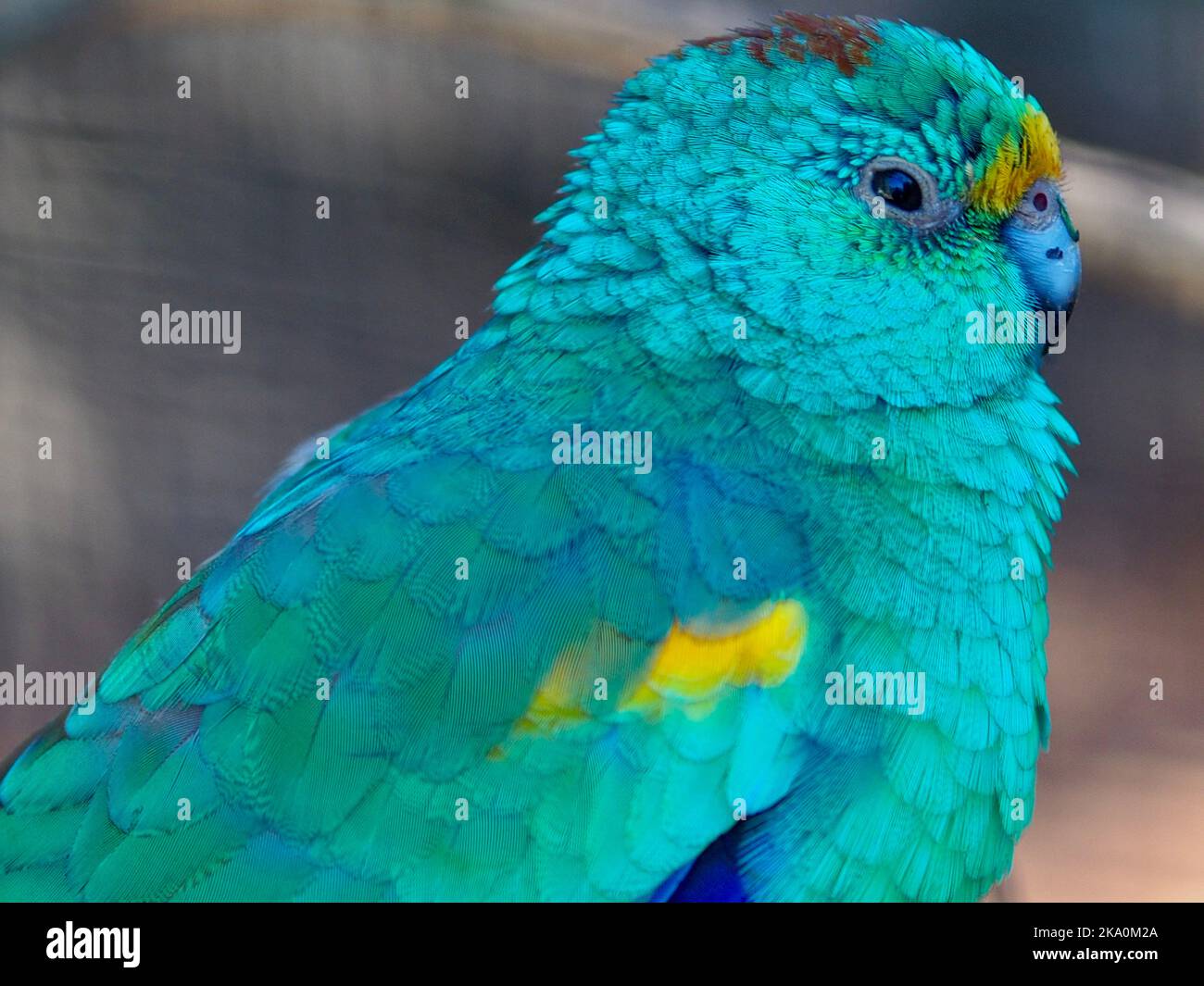 A closeup portrait of a marvellous dazzling male Mulga Parrot with bright vivid plumage. Stock Photo