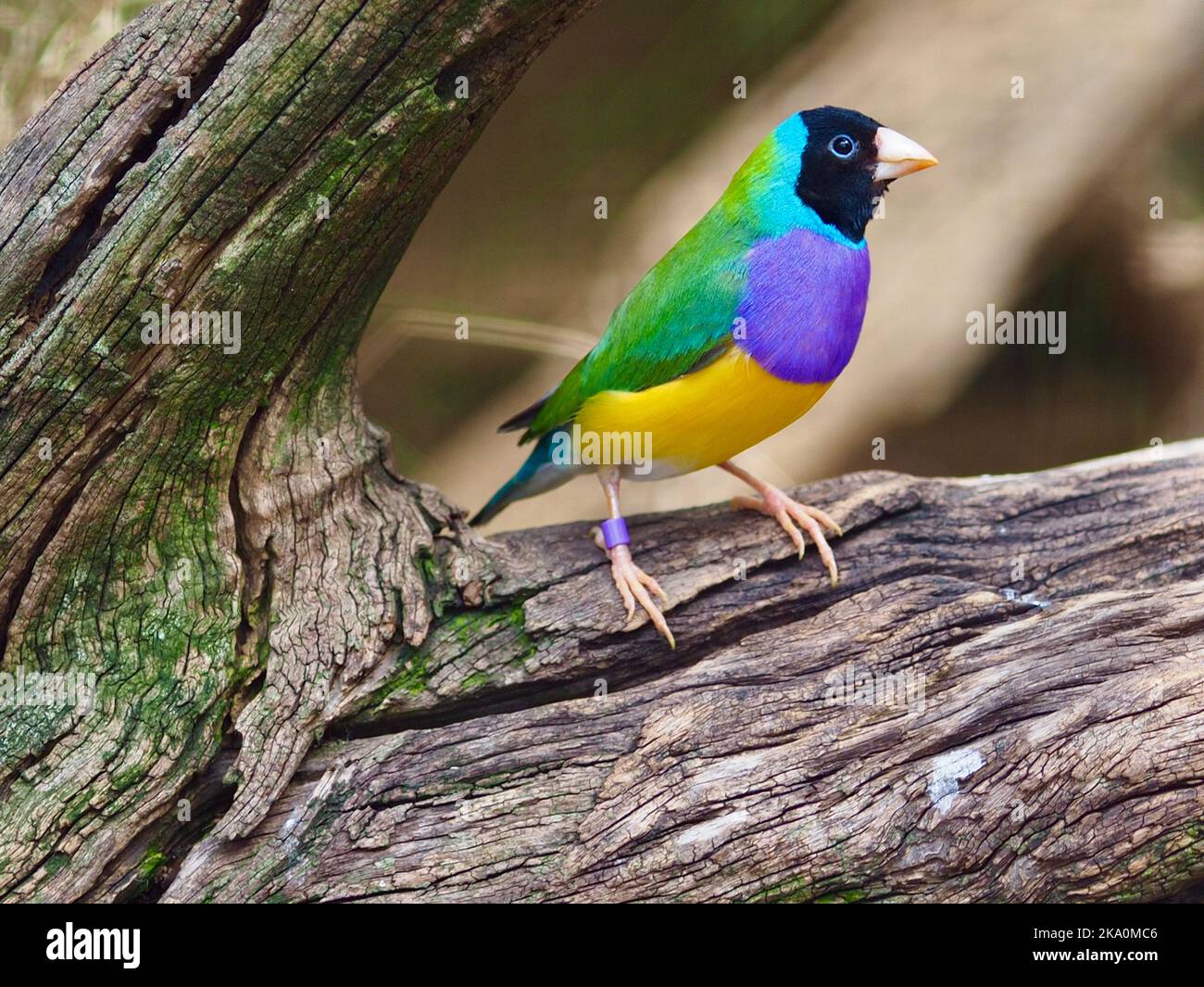 Spectacular lively male Gouldian Finch with brilliant multicolored plumage. Stock Photo