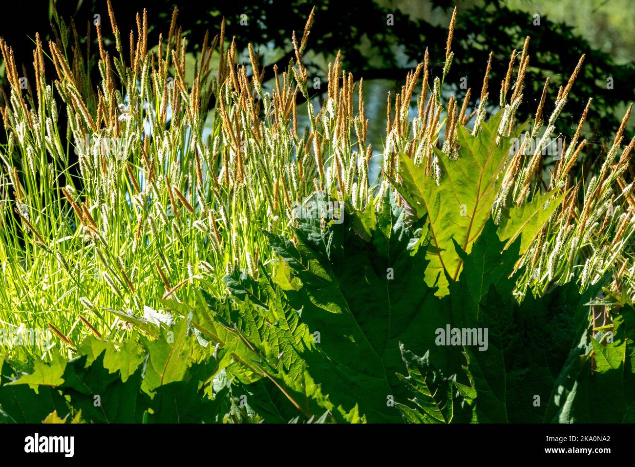 Tufted sedge, Carex elata, Sedge, Carex, Clumps of, Blooming, Grass, Flowering, Sunlit, Garden Stock Photo