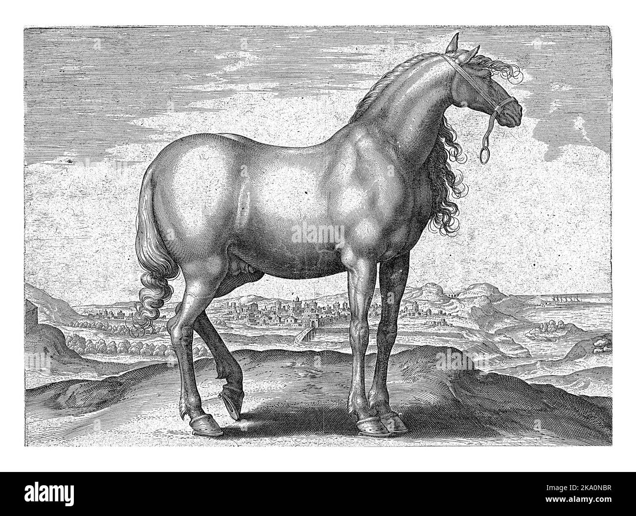 A Greek horse, in profile. The print has a Latin caption and is part of