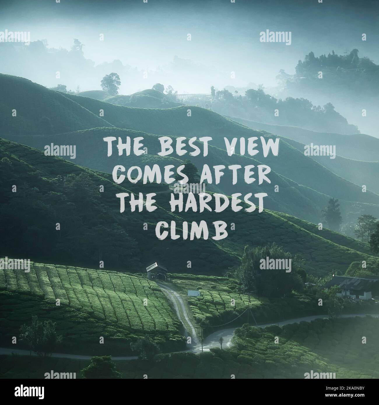 Inspirational quotes on nature Tea Plantation Background. The Best View