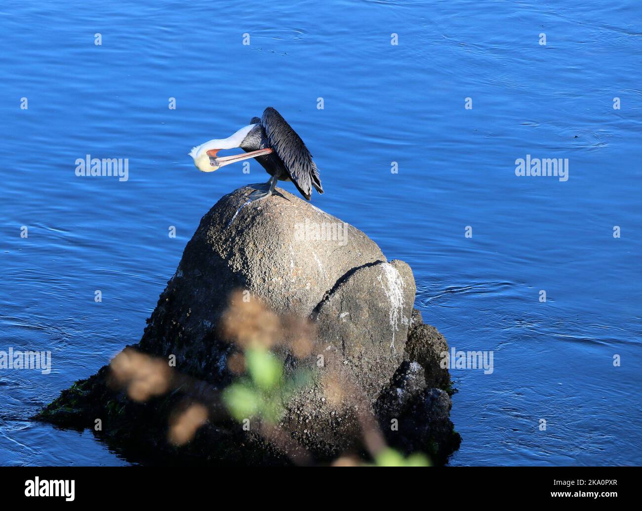 A beautiful adult brown pelican preens on a rock, Monterey Bay. Stock Photo