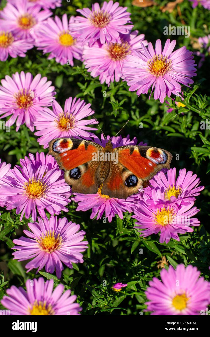 Aglais io or  the European peacock butterfly sitting on the blooming Symphyotrichum novi-belgii flowers or New York aster. Stock Photo