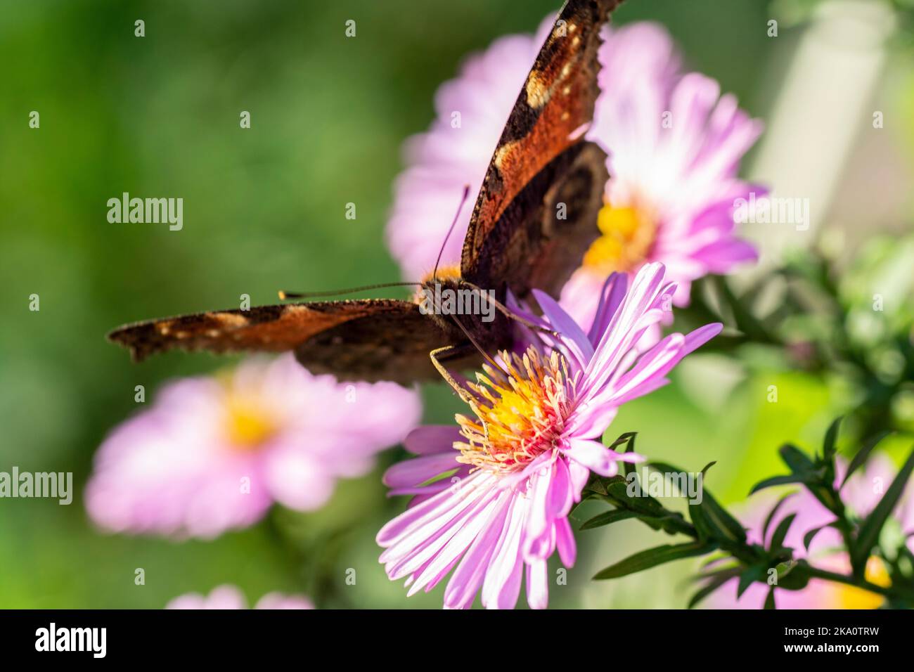 Aglais io or  the European peacock butterfly sitting on the blooming Symphyotrichum novi-belgii flowers or New York aster. Stock Photo