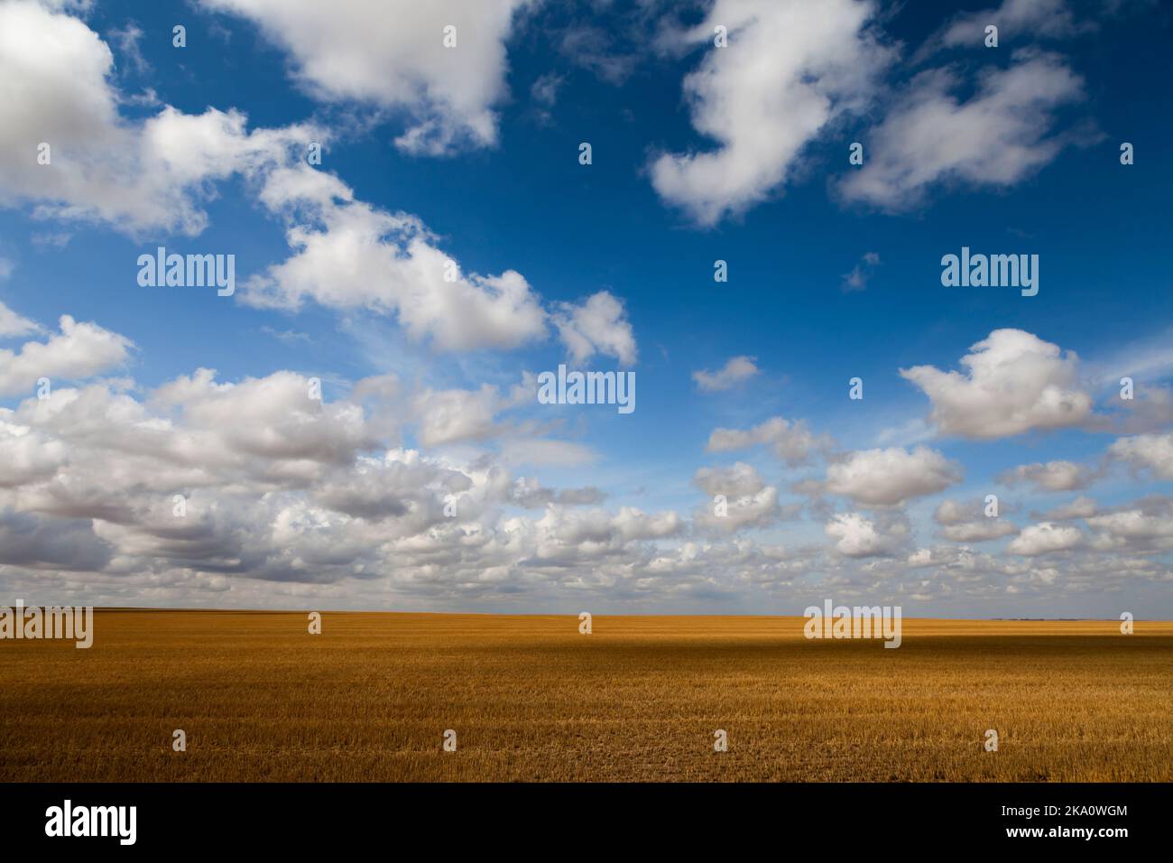 Recently harvested field on the Saskatchewan Prairie near the town of Mankota. Stock Photo