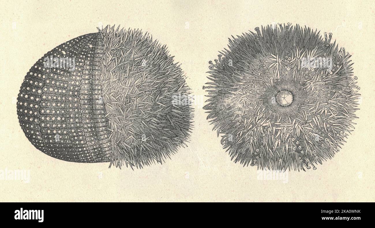 Antique engraved illustration of the common sea urchin. Vintage illustration of the European edible sea urchin. Old engraved picture. Book illustration published 1907. Echinus esculentus, the European edible sea urchin or common sea urchin, is a species of marine invertebrate in the Echinidae family. It is found in coastal areas of western Europe down to a depth of 1,200 m (3,900 ft).  It is considered 'Near threatened' in the IUCN Red List of Threatened Species. Stock Photo