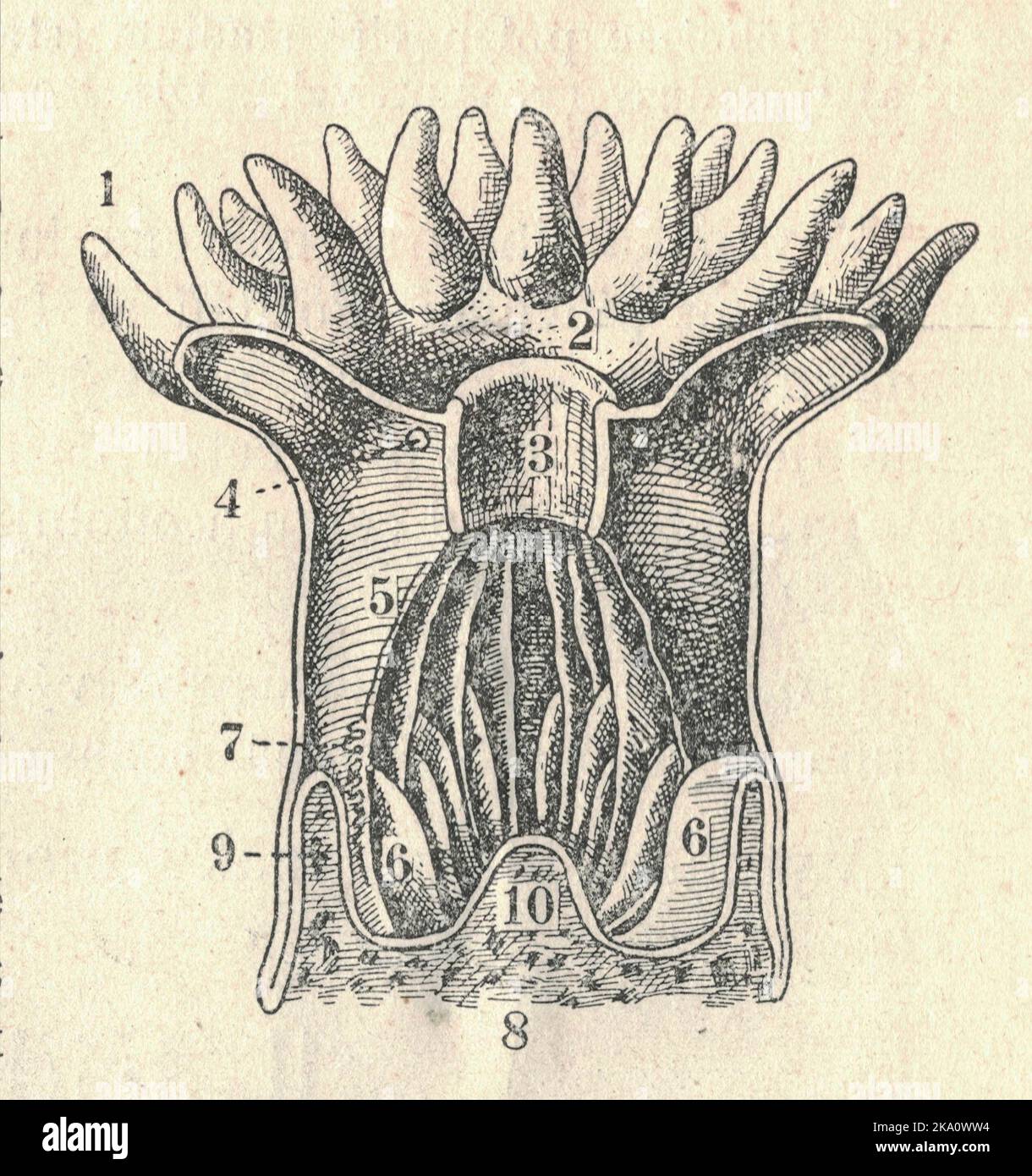 Anatomy of a coral polyp. Old engraved picture of the coral polyp. Book illustration published 1907. A polyp in zoology is one of two forms found in the phylum Cnidaria, the other being the medusa. Polyps are roughly cylindrical in shape and elongated at the axis of the vase-shaped body. In solitary polyps, the aboral (opposite to oral) end is attached to the substrate by means of a disc-like holdfast called a pedal disc, while in colonies of polyps it is connected to other polyps, either directly or indirectly. The oral end contains the mouth, and is surrounded by a circlet of tentacles. Stock Photo