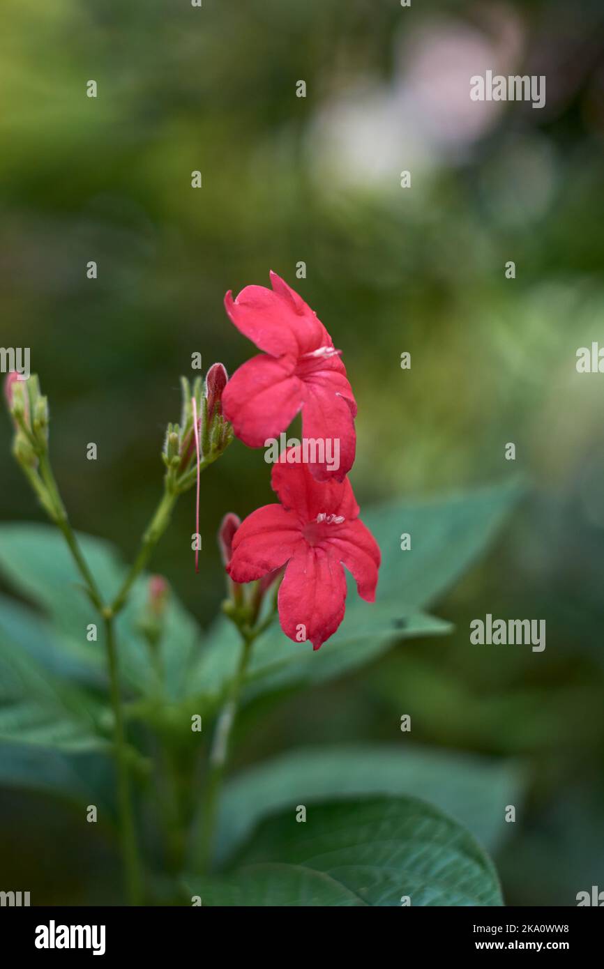 Ruellia Rosea Hi res Stock Photography And Images Alamy ruellia-rosea-hi-res-stock-photography-and-images-alamy