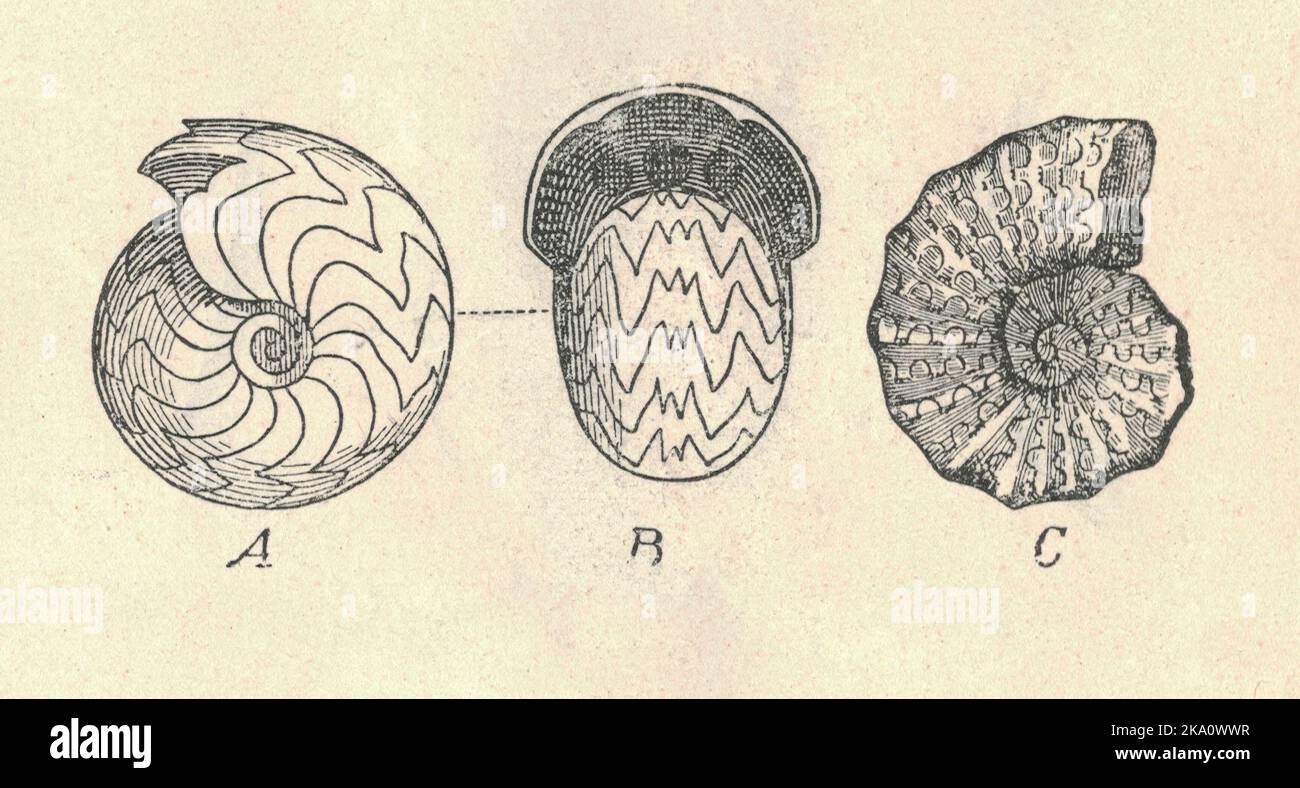 Antique engraved illustration of the ammonoidea. Vintage illustration of the ammonoidea. Old picture. Book illustration published 1907. Ammonoids are a group of extinct marine mollusc animals in the subclass Ammonoidea of the class Cephalopoda. These molluscs, commonly referred to as ammonites, are more closely related to living coleoids (i.e., octopuses, squid and cuttlefish) than they are to shelled nautiloids such as the living Nautilus species. The earliest ammonites appeared during the Devonian, with the last species vanishing shortly after the Cretaceous–Paleogene extinction event, durin Stock Photo