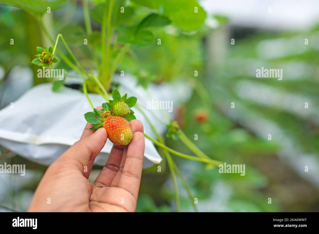 Self pick fresh strawberry at farm Stock Photo - Alamy