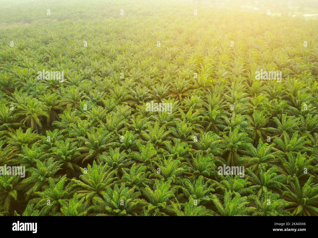 Aerial top shot palm trees hi-res stock photography and images - Alamy