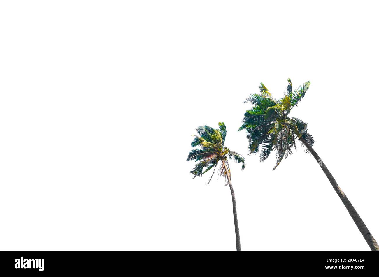 Coconut / Palm Tree isolated on white background Stock Photo - Alamy