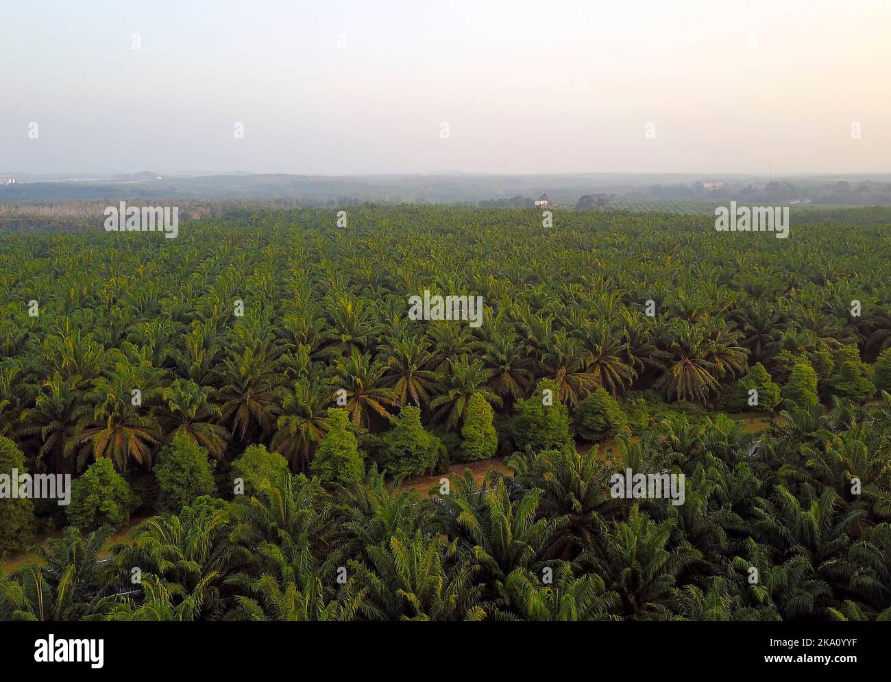 Aerial view of green palm plantation during sunrise Stock Photo