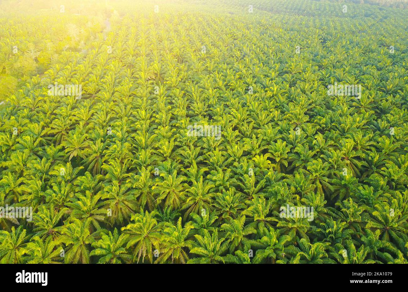 Arial view of palm plantation at east asia. Stock Photo