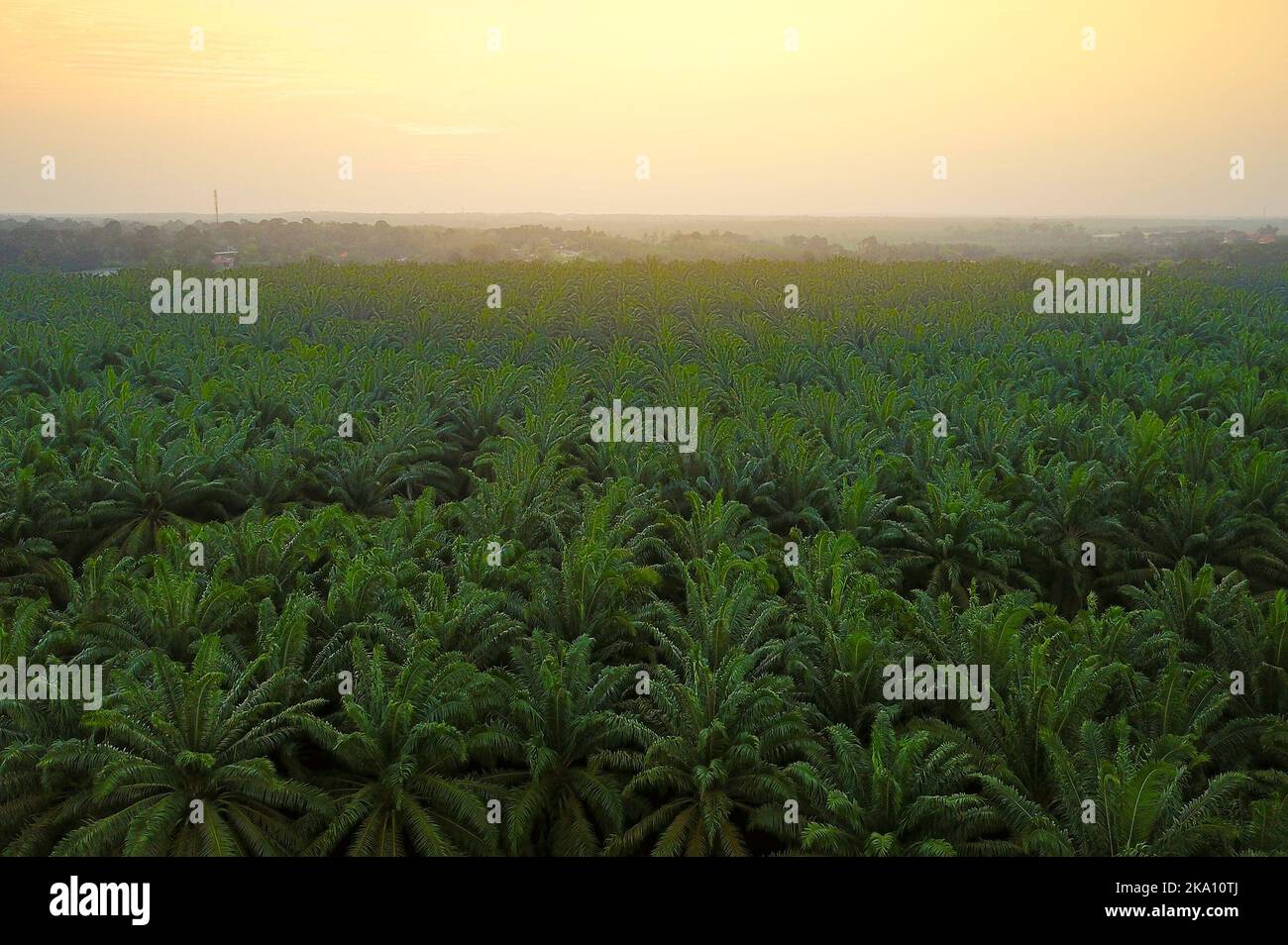 Aerial view of green palm plantation during sunrise Stock Photo