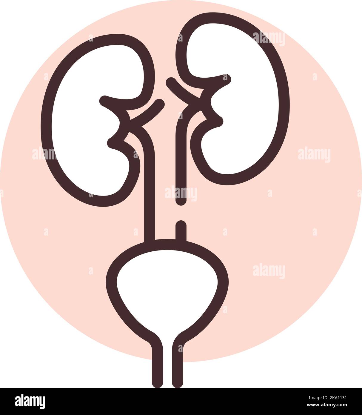 Human organ kidneys, illustration or icon, vector on white background. Stock Vector