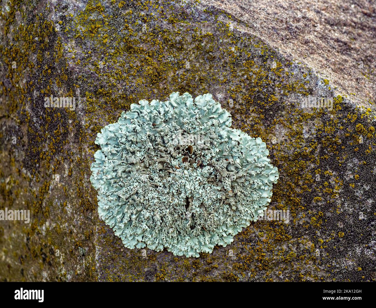 Community crustose lichen and the moss growing on stone surface Stock Photo