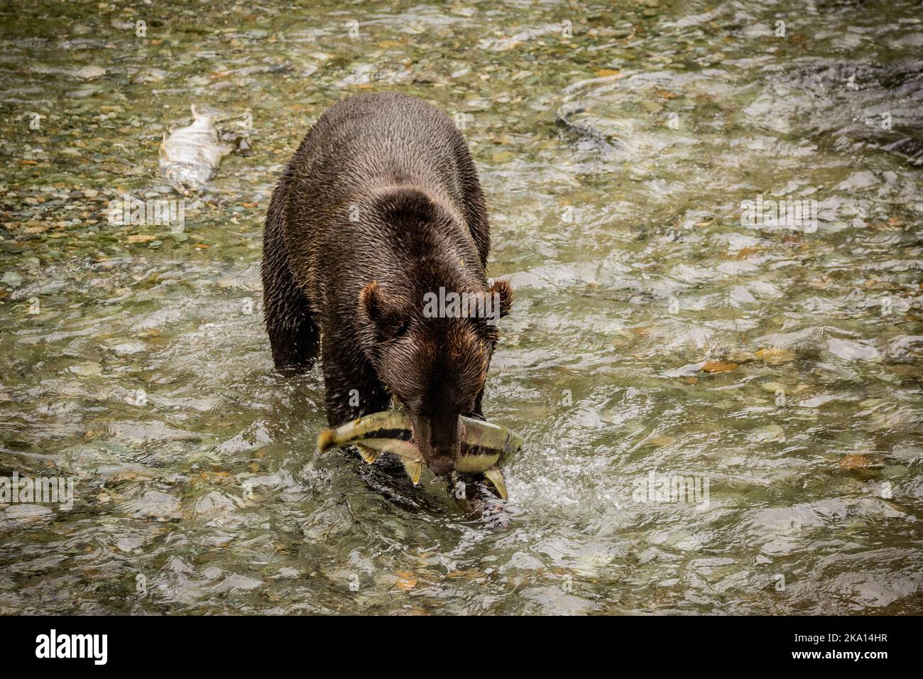 A black bear catching a salmon in Alaska river Stock Photo