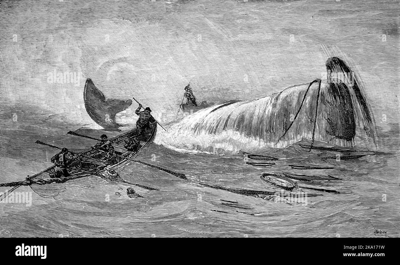 A team of whalers lance a sperm whale, which normally kills the whale