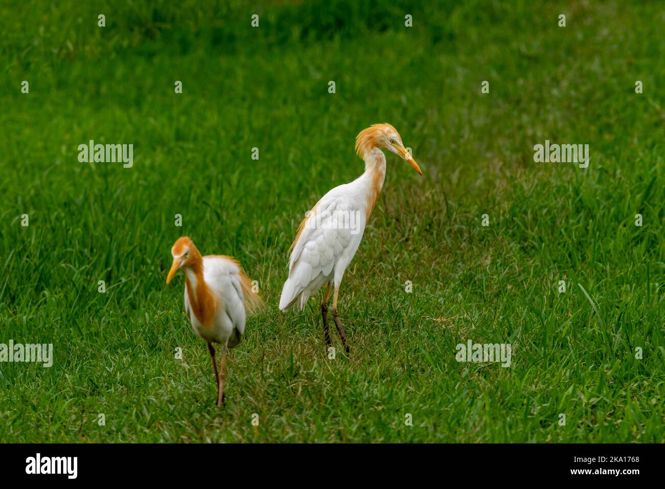 cattle egret or Bubulcus ibis in a breeding plumage in natural green background at keoladeo national park or bharatpur bird sanctuary rajasthan india Stock Photo