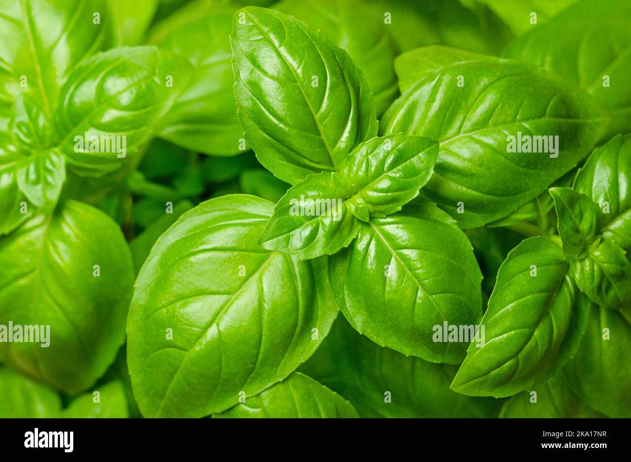Basil leaves, from above. Also known as sweet, great or Genovese basil, Ocimum basilicum, a culinary herb in the mint family Lamiaceae. Stock Photo