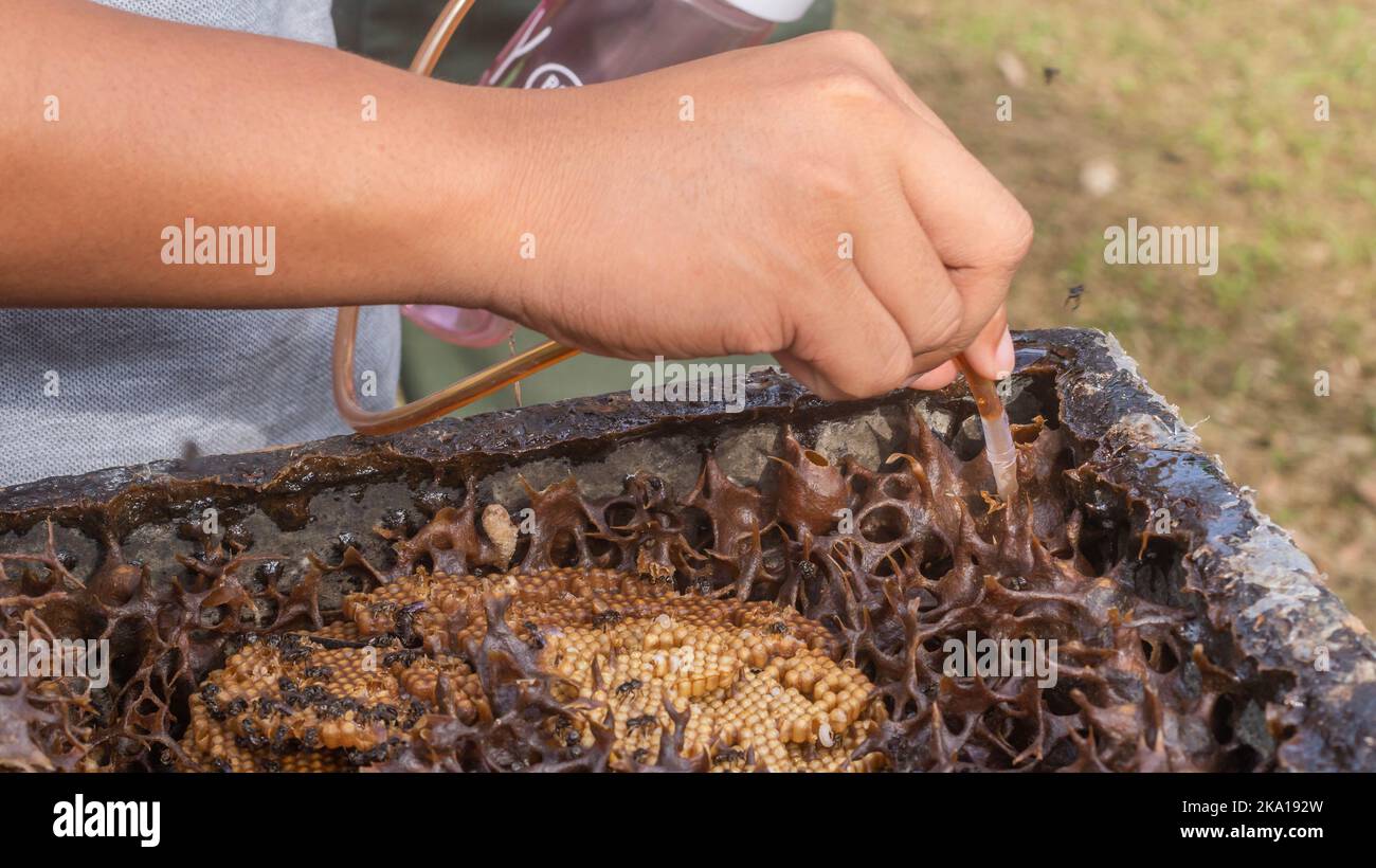 The Process Of Harvesting Honey From Stingless Bee Hive Using Small ...