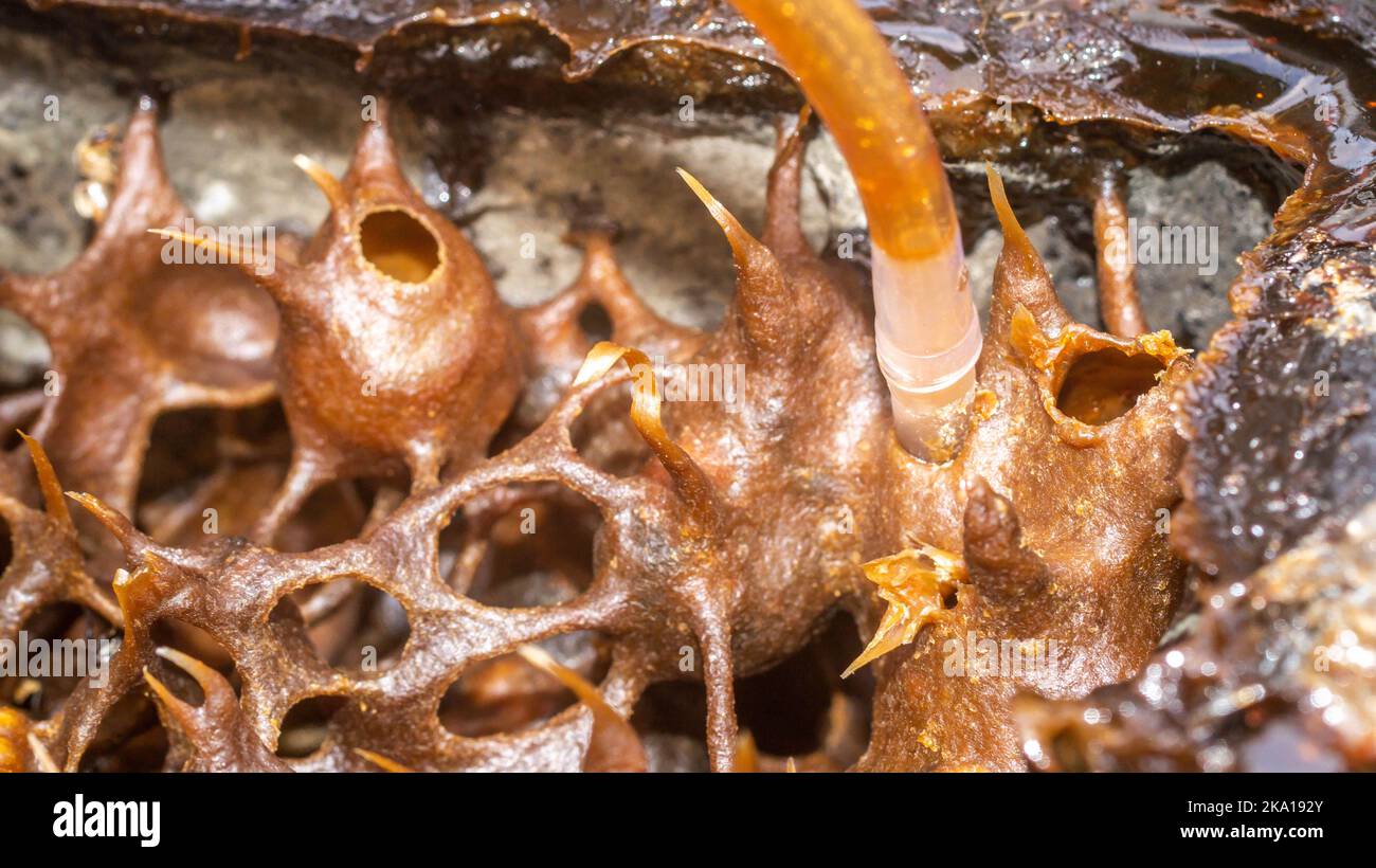 The process of harvesting honey from stingless bee hive using small