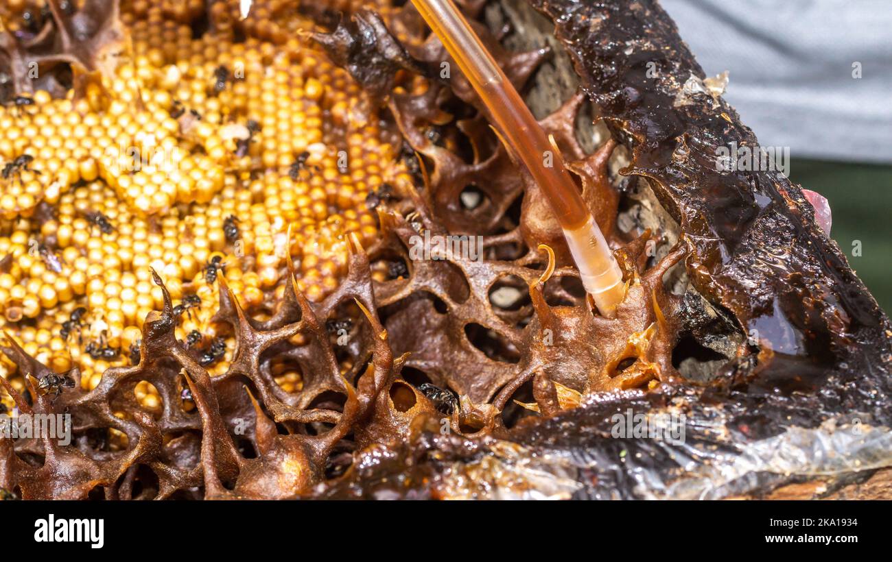 The process of harvesting honey from stingless bee hive using small