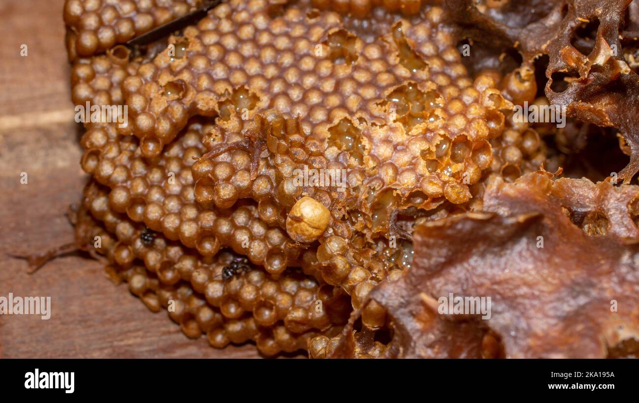 The future queen egg of stingless bee is bigger than other eggs Stock ...