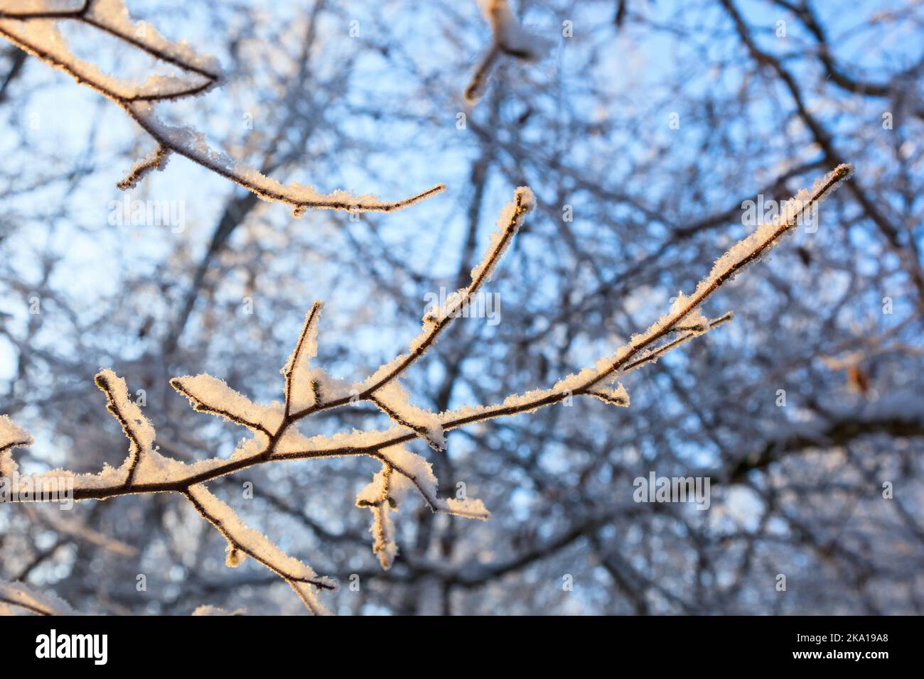 Tree covered sunlight hi-res stock photography and images - Alamy