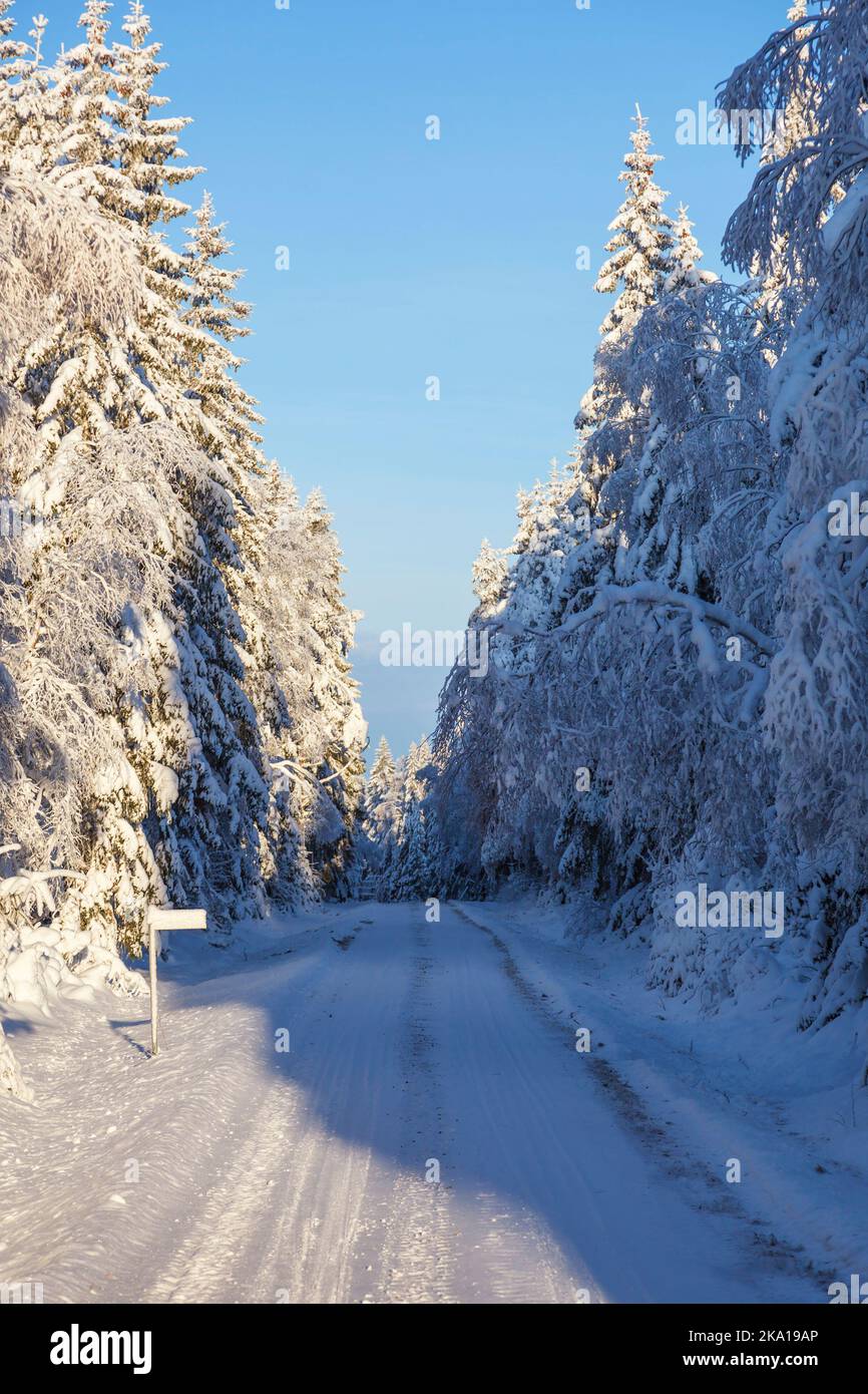 Forest road with snow in a woodland at winter Stock Photo - Alamy