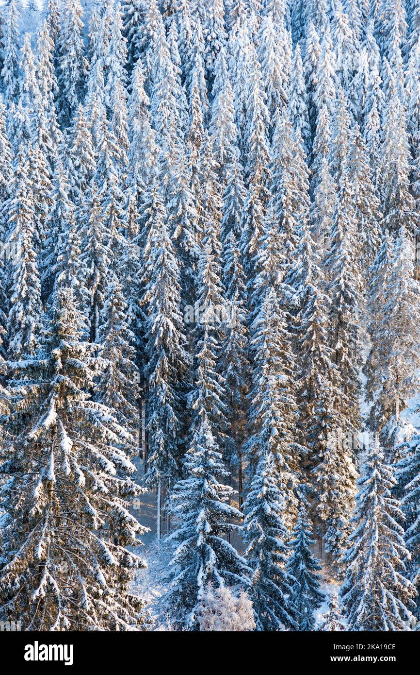 Coniferous forest with snow in the landscape Stock Photo - Alamy