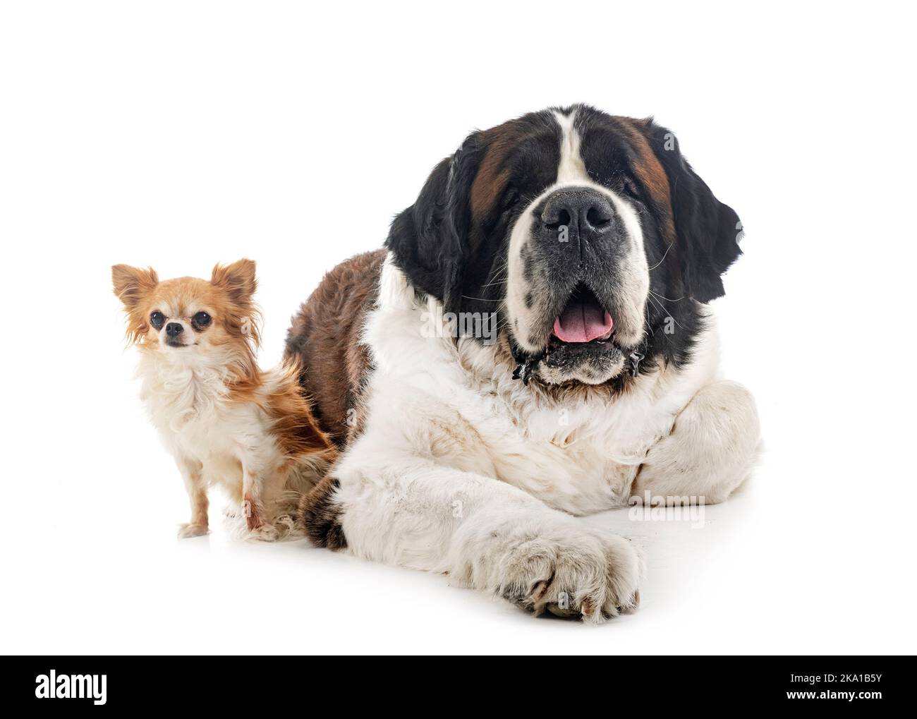 saint bernard and chihuahua in front of white background Stock Photo