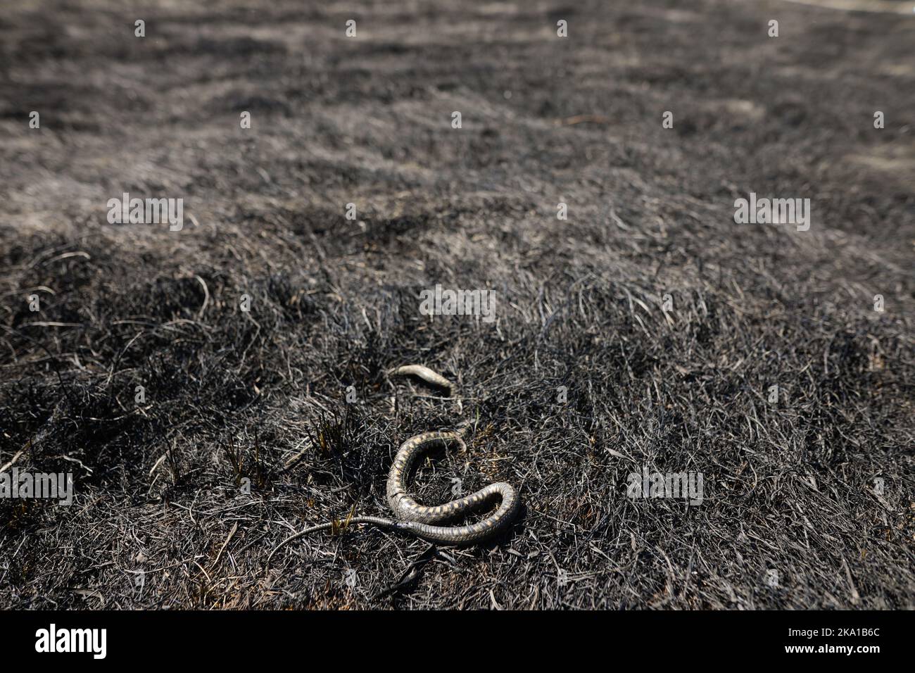 Dead grass snake hi-res stock photography and images - Alamy