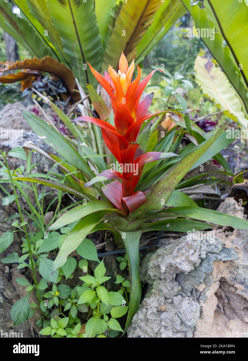 Blushing bromeliad hires stock photography and images Alamy