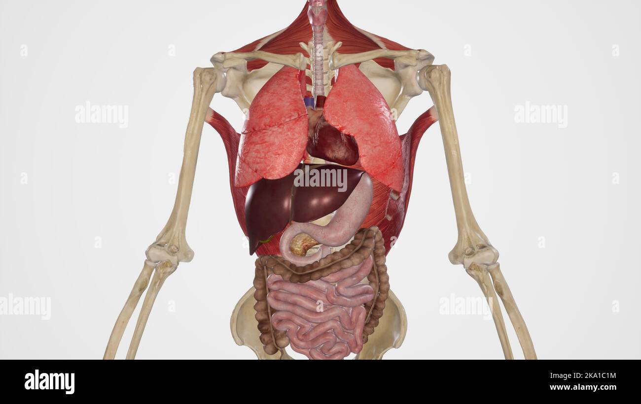 Human Internal Organs Stock Photo