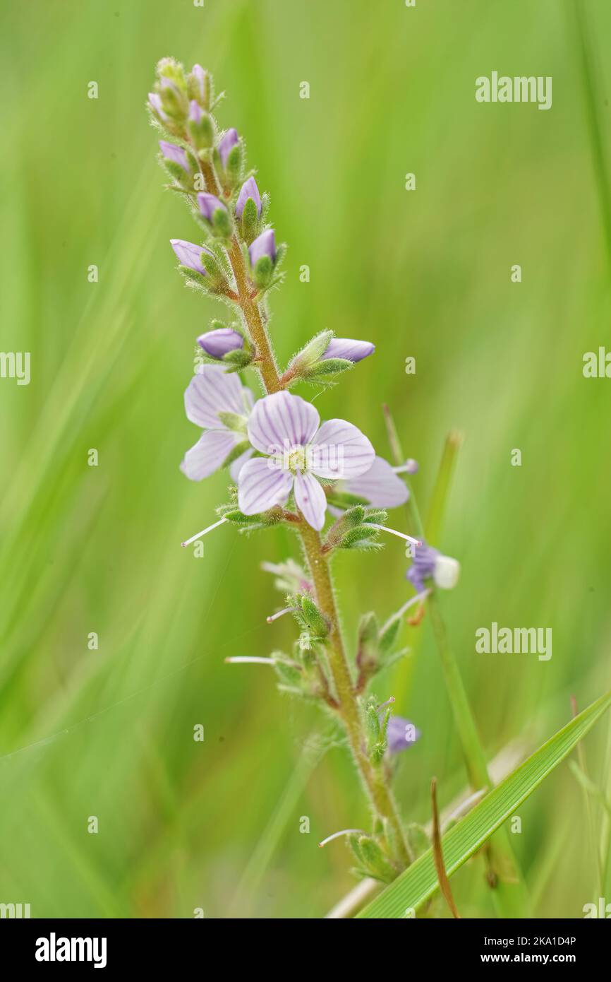 Vertical closeup on a fragile looking Veronica officinalis against a green background Stock Photo