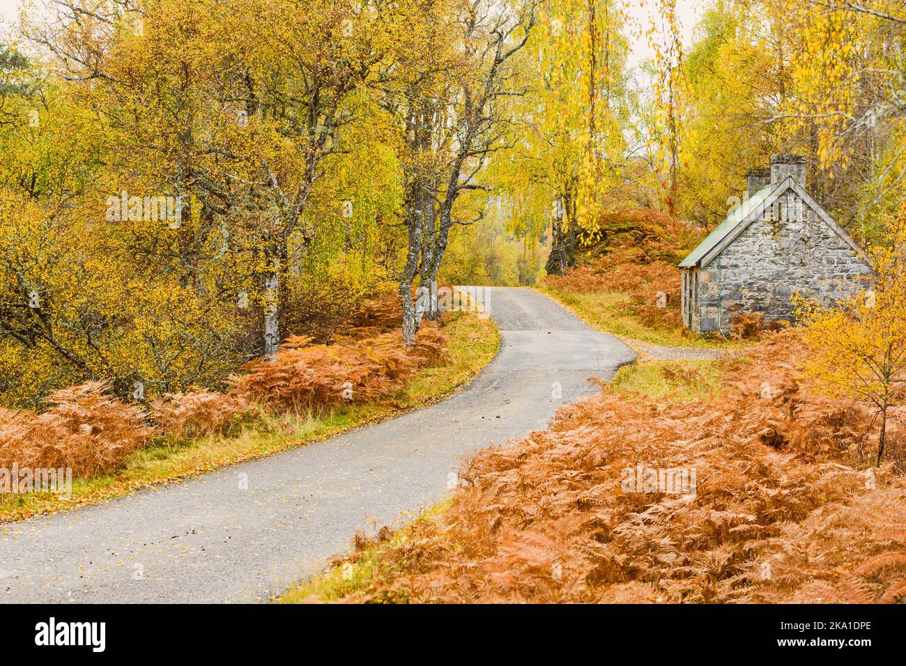Single track road running through Glen Strathfarrar in the Scottish Highlands with stone bothy on right and  yellow and gold Autumn colours.  Copy spa Stock Photo