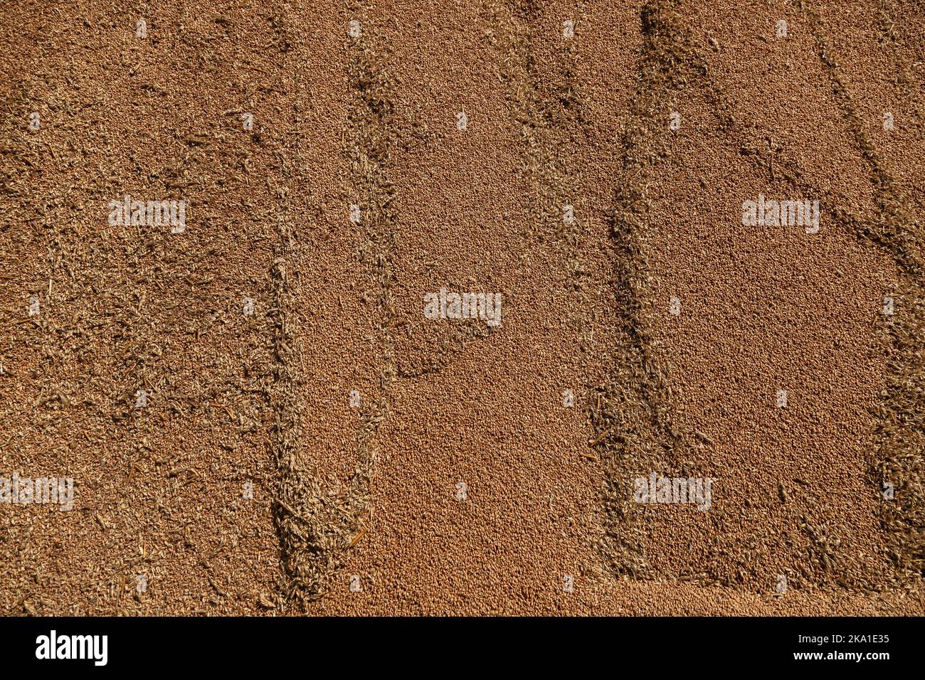 Uncleaned unsorted grain with debris after being harvested by a combine ...